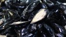 Más de 7 mil kilos de mariscos incautados con "veneno diarreico y paralizante" en Aysén