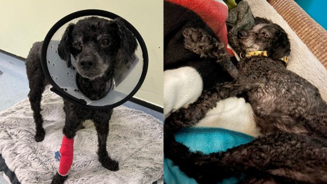 Perrita fue encontrada al lado de su dueña que llevaba fallecida más de una semana