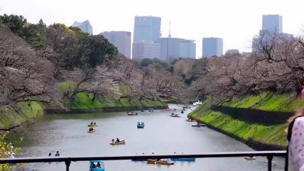   Pétalos de cerezo decoran las calles y parques de Japón 