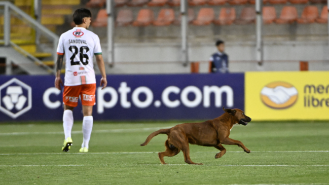   ¿Amuleto de la suerte? Un perro entró a la cancha antes del gol de Cobresal a Barcelona 