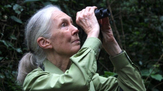 La célebre primatóloga Jane Goodall cumplió 90 años