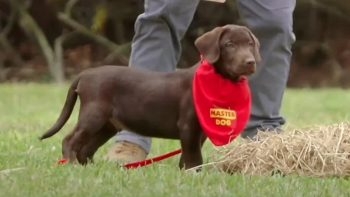 Murió Canelo, el cachorro de 