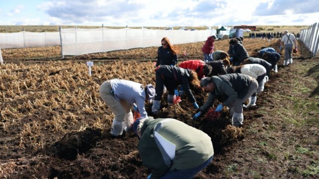 El semillero más austral del país ha producido más de 130 toneladas de papas