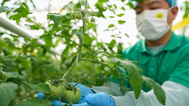 Investigadores chinos descubren mecanismo de alto rendimiento de tomates cultivados