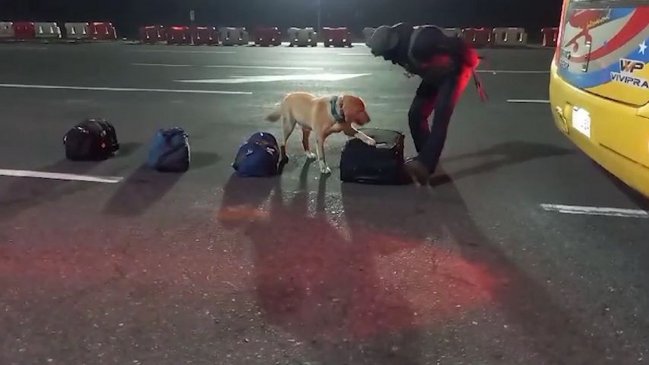 Carabineros incautó 11 kilos de marihuana en bus que viajaba a Panguipulli