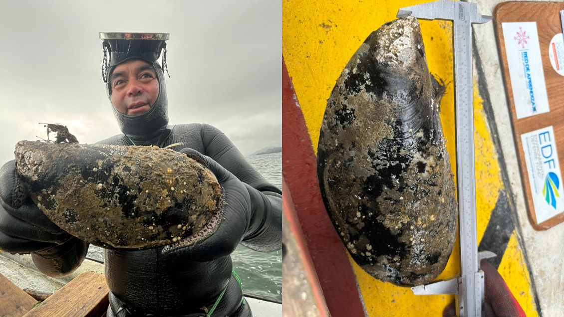 Hombre que encontró choro gigante se lo comió: 