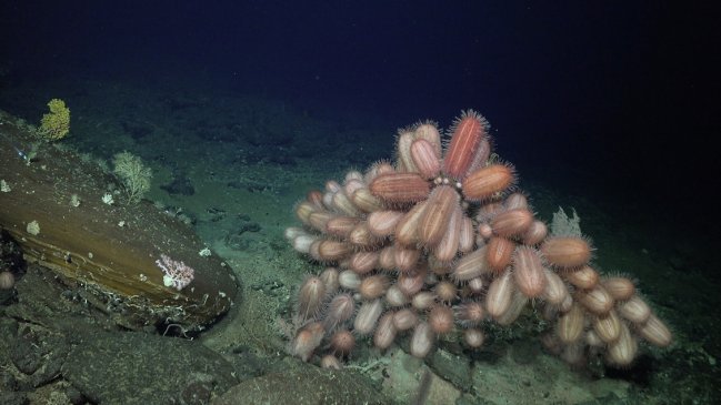 Descubren más de 50 nuevas especies submarinas en las costas de Chile