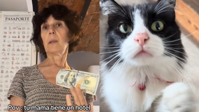 Turista dejó generosa propina a gato que durmió con ella en un hotel