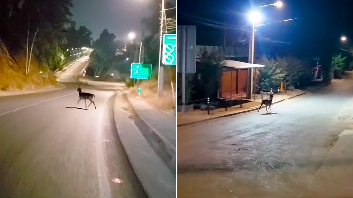 [Video] Ciervo es captado deambulando por las calles de Talca ...
