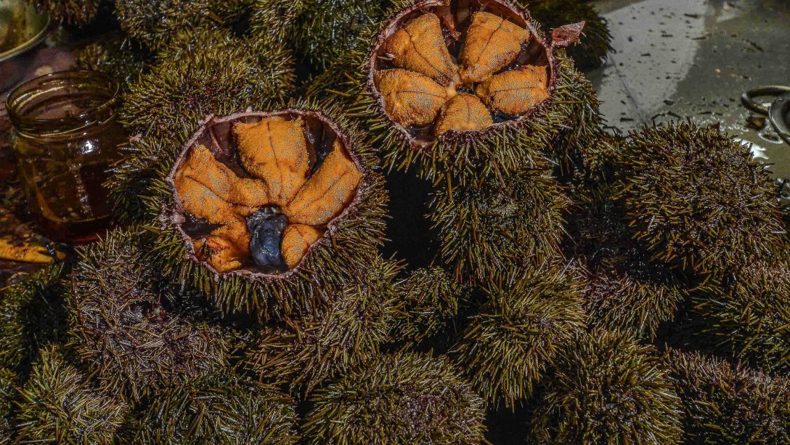 El erizo fresco chileno llega por primera vez a Shenzhen, en China