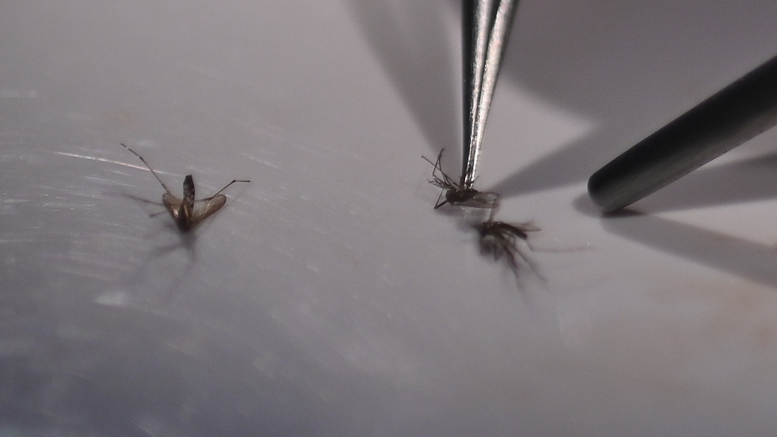 Minsal: Estamos actuando rápido contra mosquito del dengue; si se instala es muy difícil erradicarlo