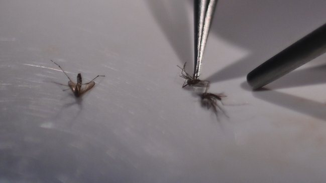 Minsal: Estamos actuando rápido contra mosquito del dengue; si se instala es muy difícil erradicarlo