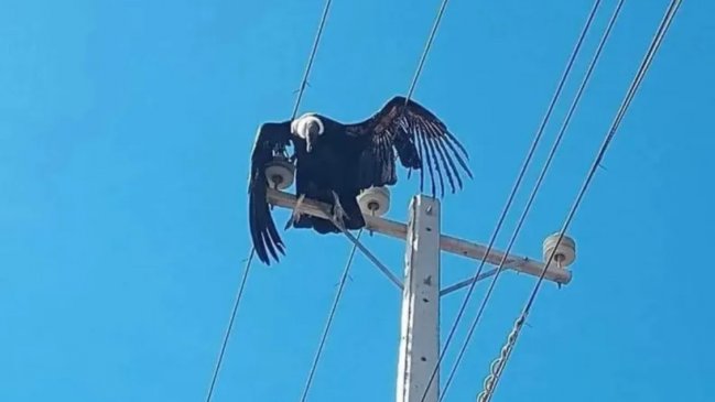 Cóndor murió electrocutado tras posarse en un poste eléctrico en Illapel