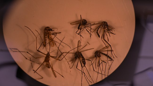 Alerta amarilla en Los Andes por presencia del mosquito del dengue