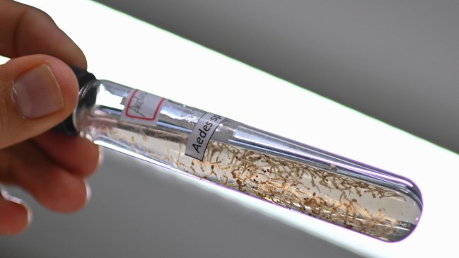 Cavei analiza vacunar a población de Rapa Nui contra el dengue