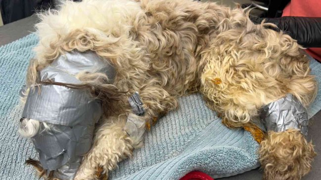 Perro perdido fue hallado vivo y envuelto en cinta adhesiva dentro de basurero en EEUU