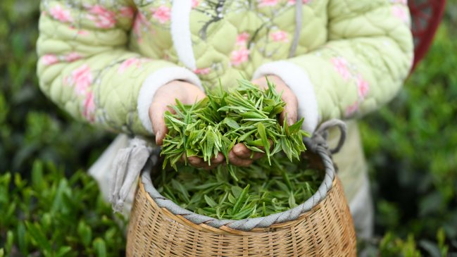   Industria del té en Guizhou crea más de 3,2 millones de puestos de trabajo 