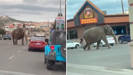   Elefante paralizó el tráfico tras escapar de circo en EEUU 