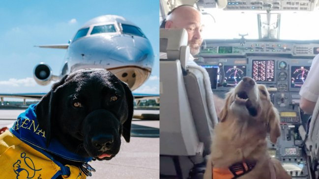   Lanzan aerolínea de lujo exclusiva para perros y sus dueños 