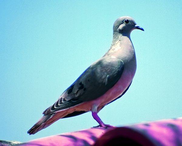 Imagen foto_00000001