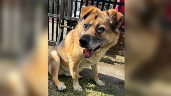 Perro ciego rescatado del mar se llama 