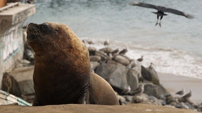 Diputados piden apoyo económico para pescadores atacados por lobos marinos