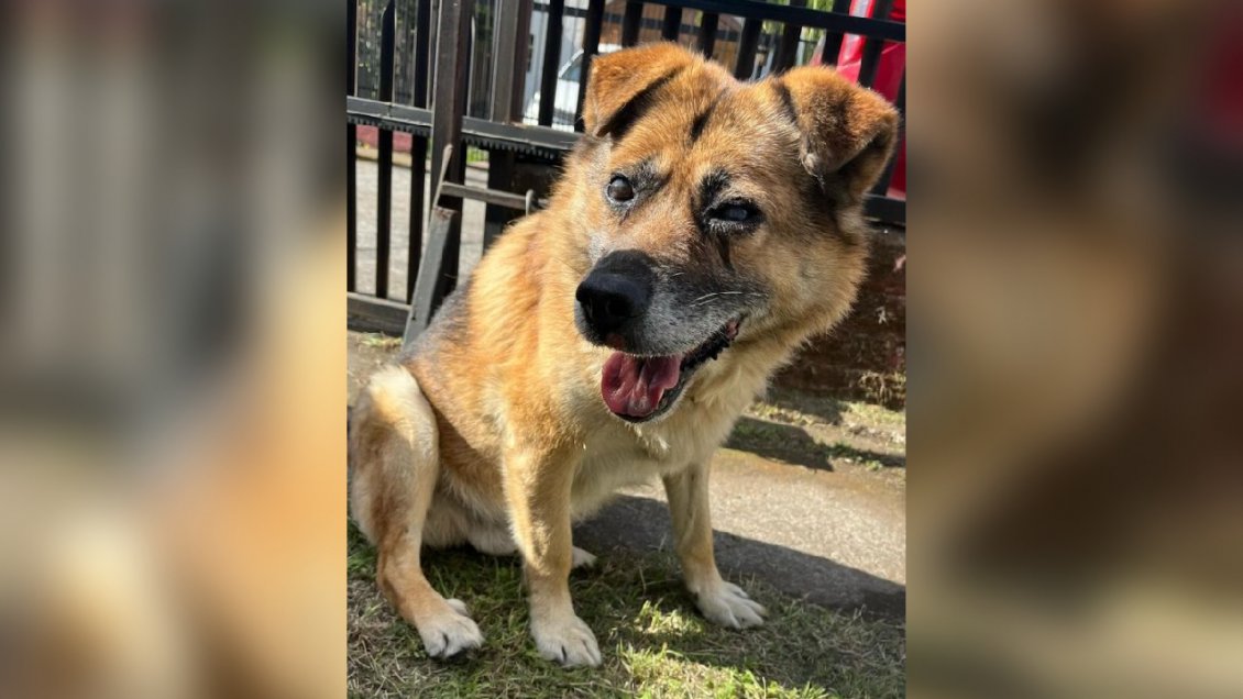 Perro ciego rescatado del mar se llama 