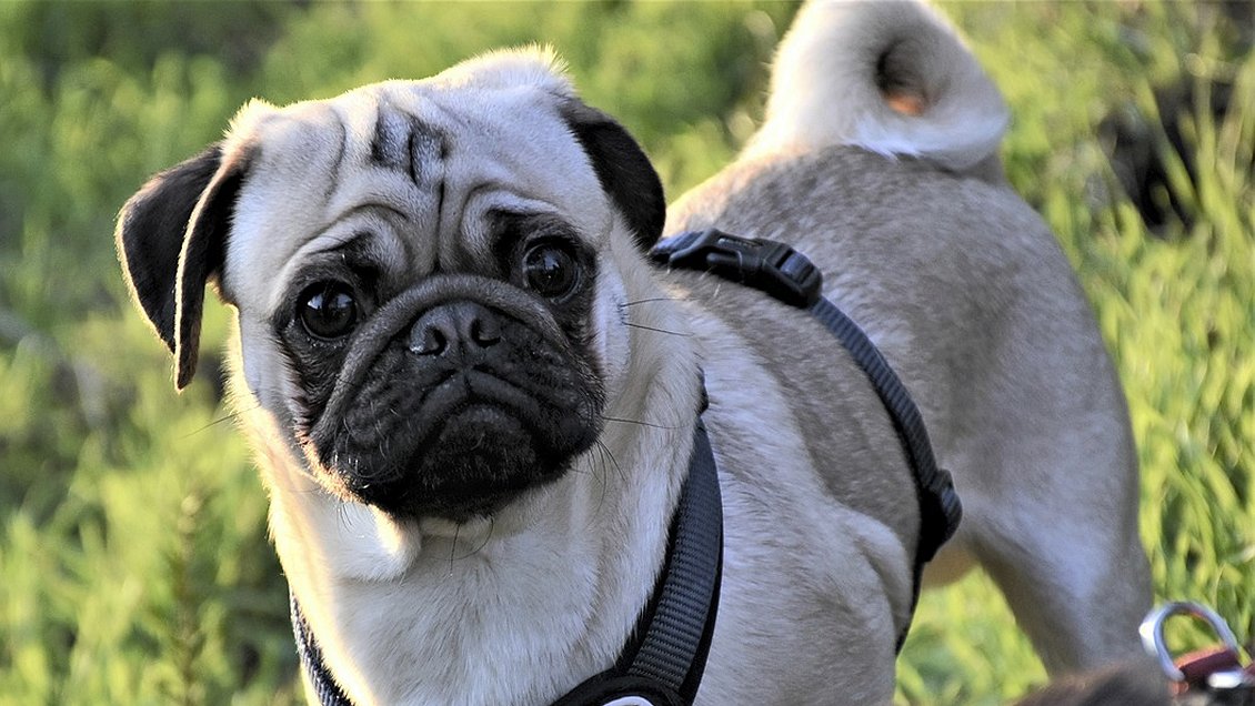 Mujer fue secuestrada junto a su perro pug: Lo matarían si no les obedecía
