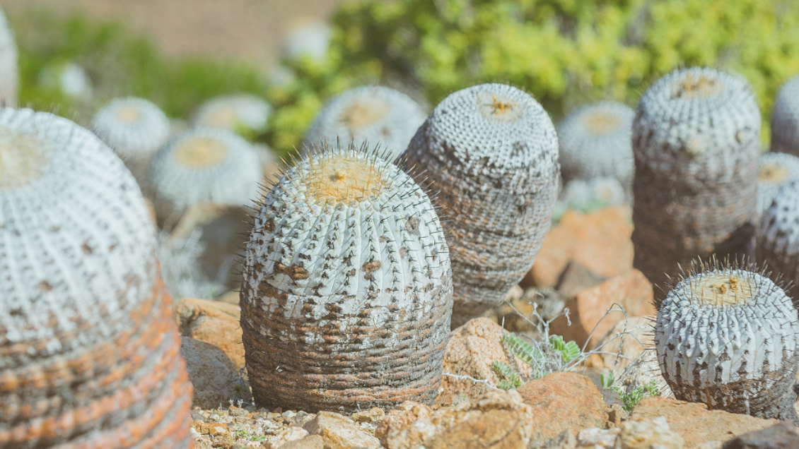 Fiscalía pide extraditar a italiano que contrabandeaba cactus endémicos