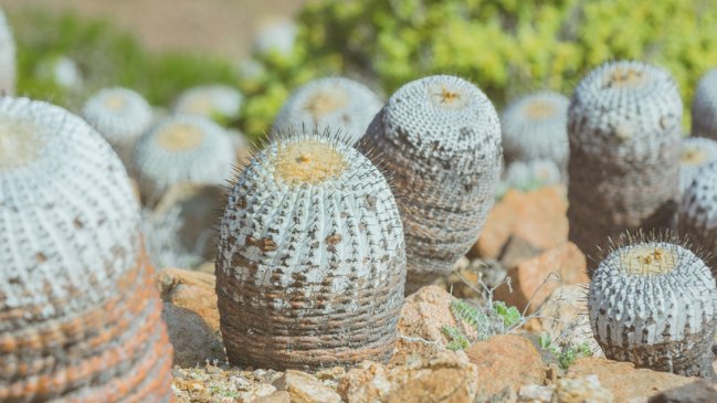 Fiscalía pide extraditar a italiano que contrabandeaba cactus endémicos