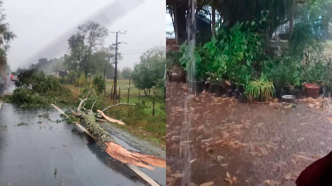 Sistema frontal provoca caída de árboles y cortes de energía en La Araucanía
