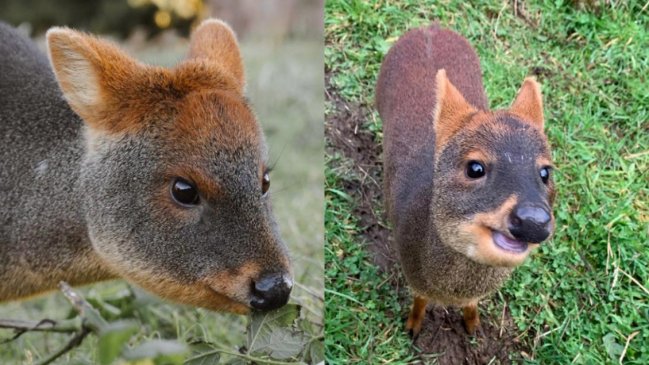 Denuncian que perro mató a dos pudués en un centro de conservación