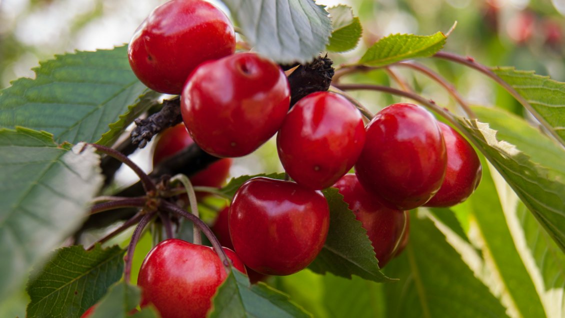 Chile fija ruta para que la exportación de cerezas siga creciendo en China