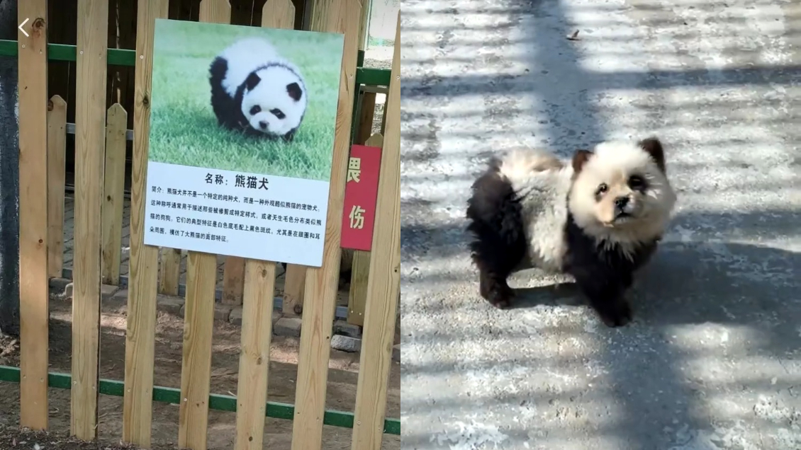 Zoológico causó polémica al tinturar a perros para que parezcan osos panda