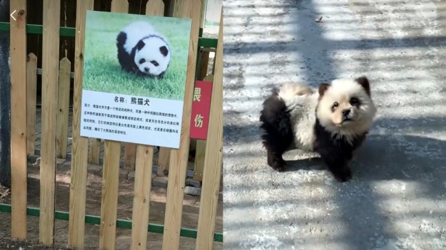 Zoológico causó polémica al tinturar a perros para que parezcan osos panda