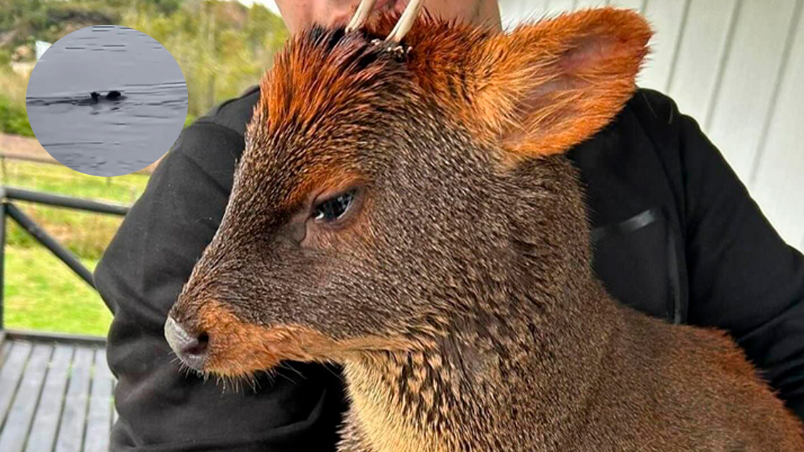 Captan a un perro intentando cazar un pudú en el Lago Huillinco