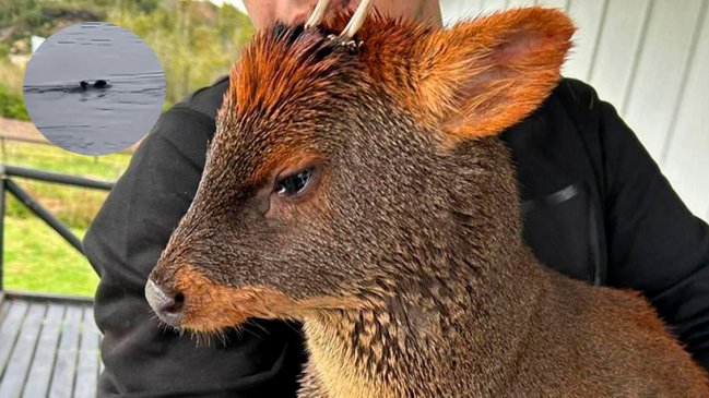 Captan a un perro intentando cazar un pudú en el Lago Huillinco