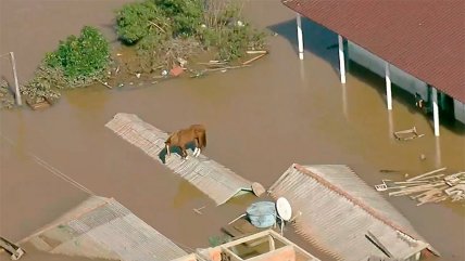   Inundaciones en Brasil: Caballo quedó atrapado en el techo de una casa 