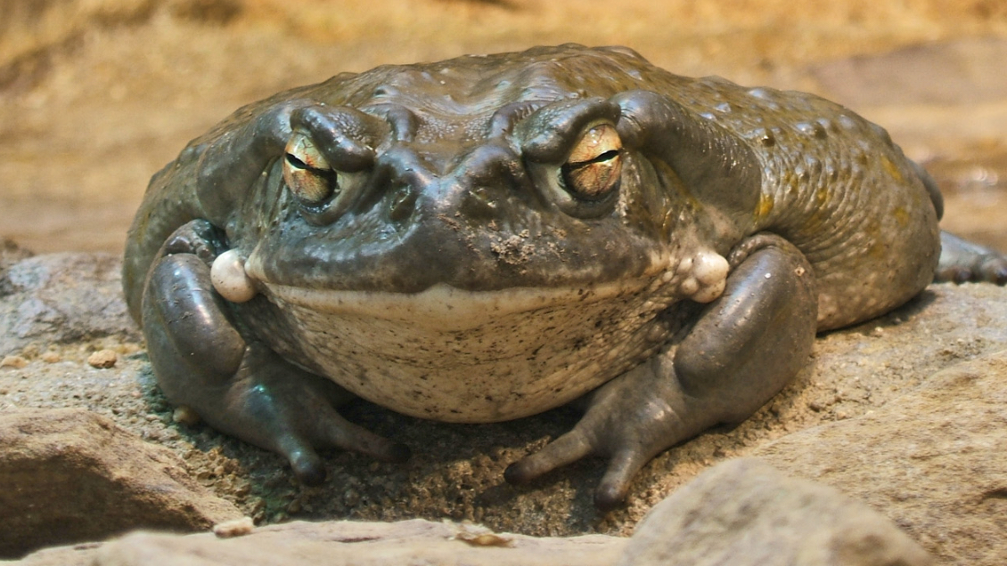 Veneno modificado de un sapo podría ser una opción contra la depresión