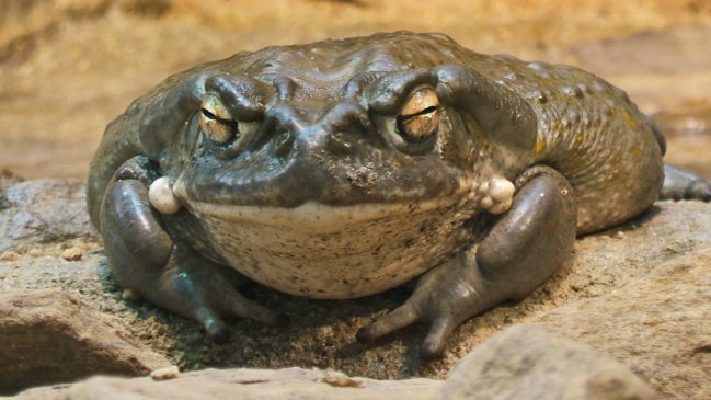 Veneno modificado de un sapo podría ser una opción contra la depresión