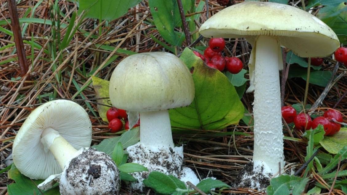 Una persona falleció y otras tres en riesgo vital tras consumir hongos venenosos en Lumaco