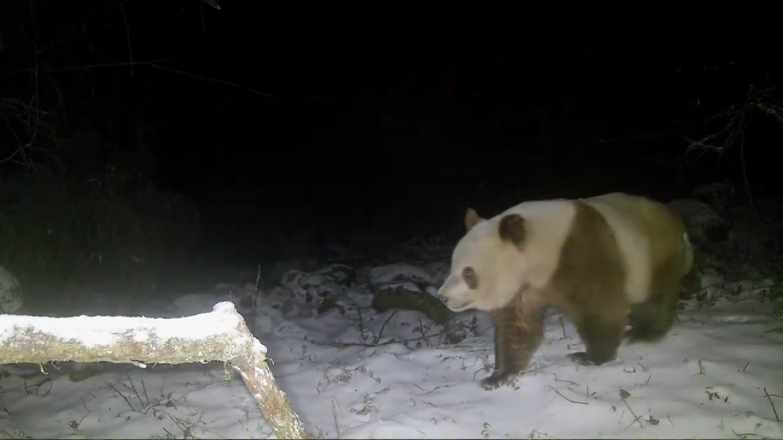 Avistan en China por primera vez en 6 años raro ejemplar de panda pardo