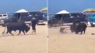 Un toro interrumpió una linda tarde de playa