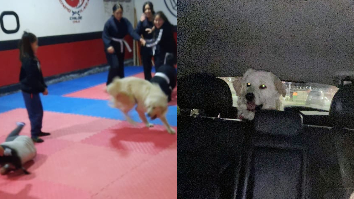 Perrito se escapó de casa, peleó y terminó en una clase de karate en Quellón