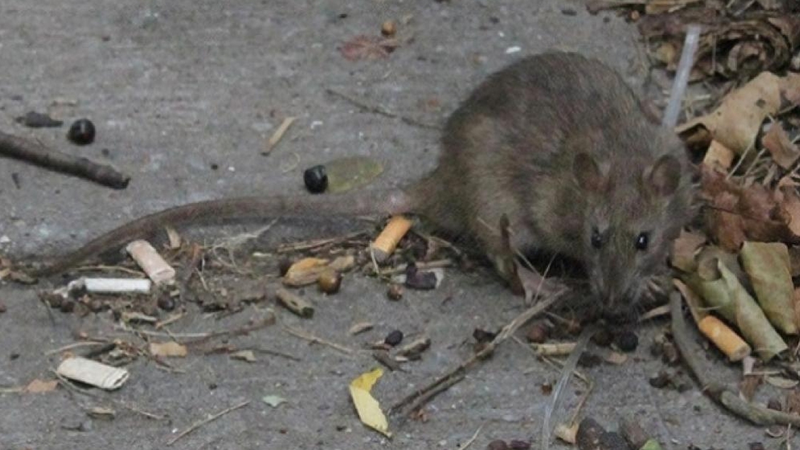 Nueva York convoca una 