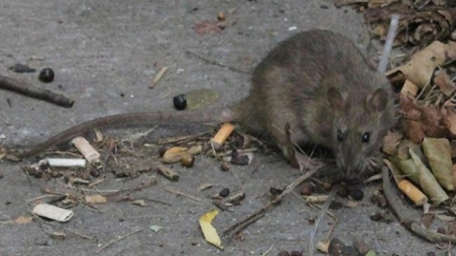 Nueva York convoca una 