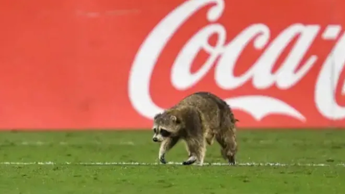 [Video] Un mapache se metió en un partido de la MLS