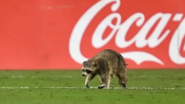 [Video] Un mapache se metió en un partido de la MLS
