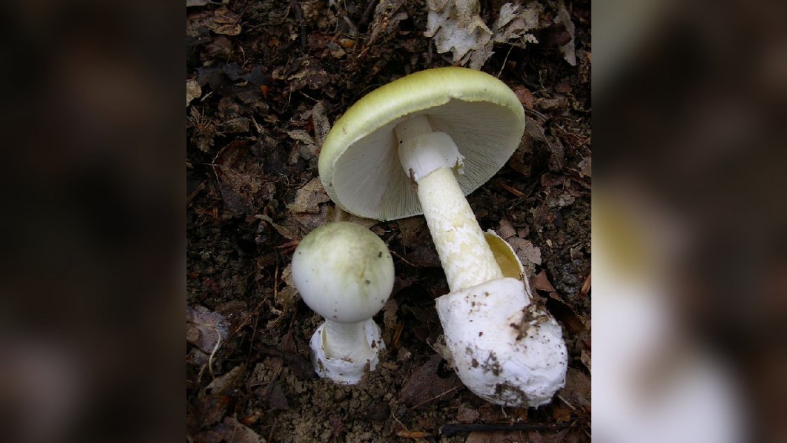 Segundo deceso por consumo del 