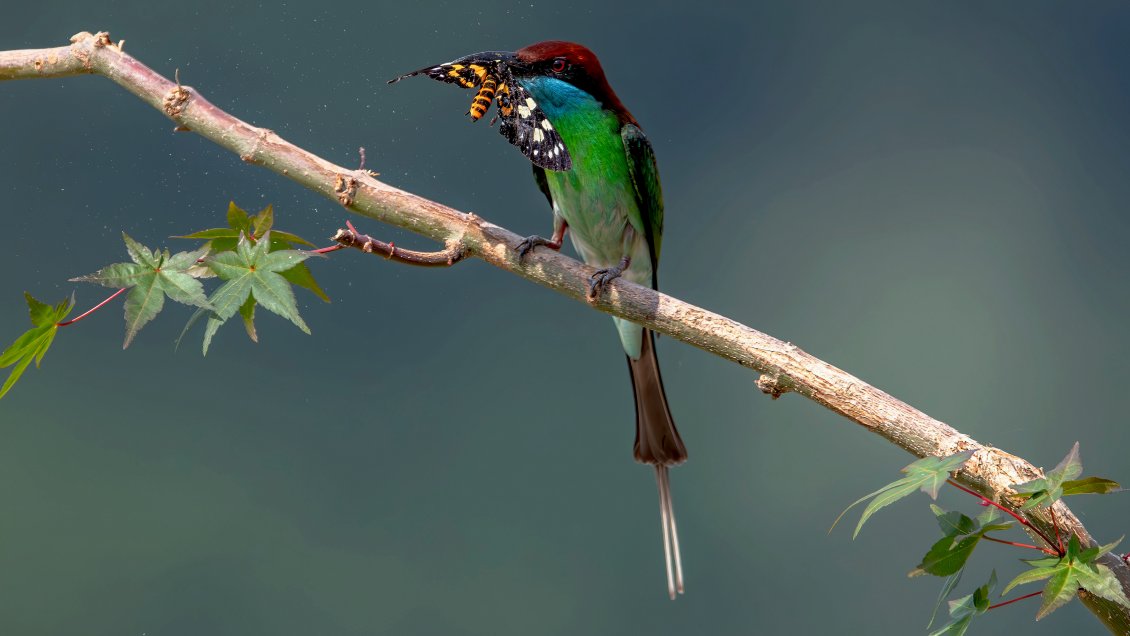 China formula plan para mejorar conservación de la biodiversidad